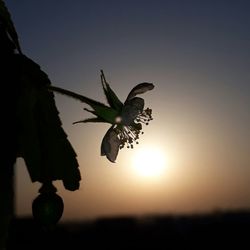 Low angle view of silhouette tree against sky during sunset