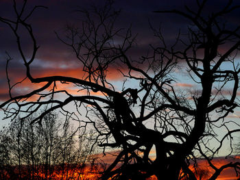 Silhouette of bare tree against dramatic sky