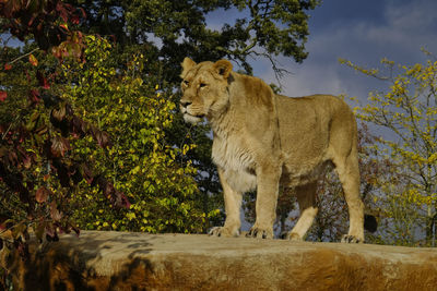 Lioness standing on a rock. chester zoo, uk.