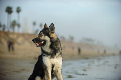 Siberian husky looking away at beach against sky