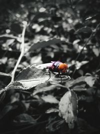 Close-up of ladybug on leaf