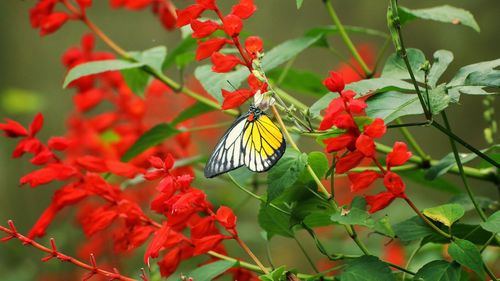 Butterfly on red flowering plant