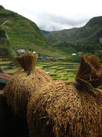 Rice fields beyond