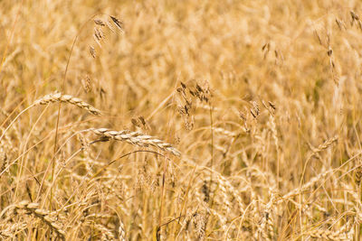 Wonderful field of yellow wheat ears ready to be harvested in summer