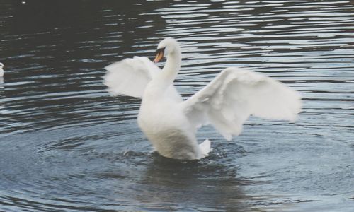 View of birds in water