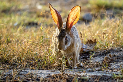 Wild hare in a field