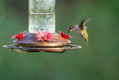 Close-up of bird perching on feeder