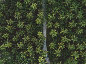 Aerial view of road amidst palm trees