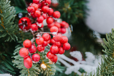 Close-up of red berries growing on tree