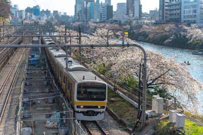 Cherry blossom around sotobori park, tokyo, japan.
