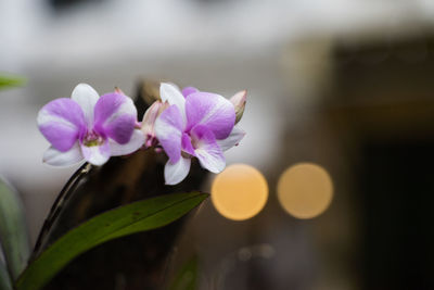 Close-up of purple flowering plant