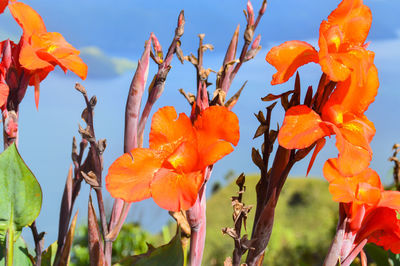 Close-up of orange day lily blooming against sky