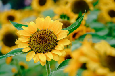 Close-up of sunflower against yellow flowering plant