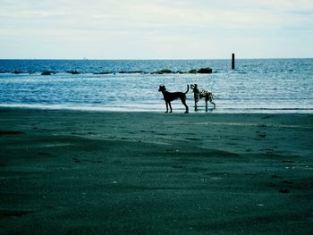 Dog on beach against sky