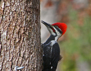 Close-up of bird perching on tree trunk