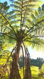 Low angle view of palm trees against sky