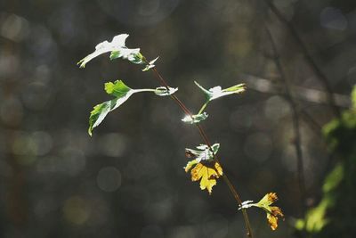 Close up of yellow flowers