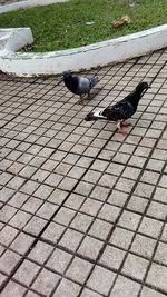 High angle view of bird perching on cobblestone