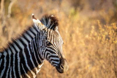 Close-up of a tiger