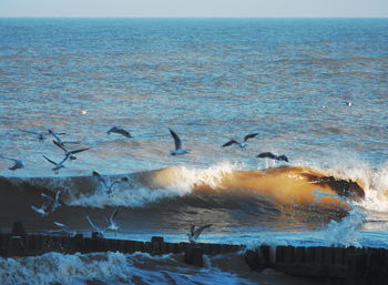 Birds flying over sea