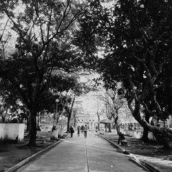 Street amidst trees in park