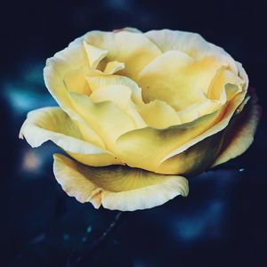 Macro shot of yellow rose against black background