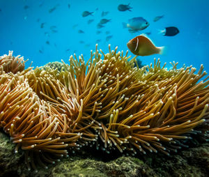 View of fish swimming in sea