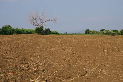 Scenic view of field against sky