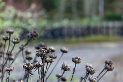 Close-up of flowering plant on field