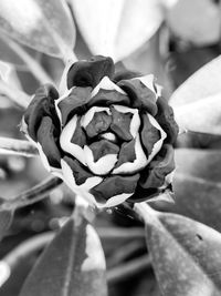 black and white