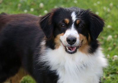 Close-up portrait of dog
