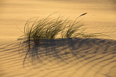 Close-up of grass growing against sky during sunset