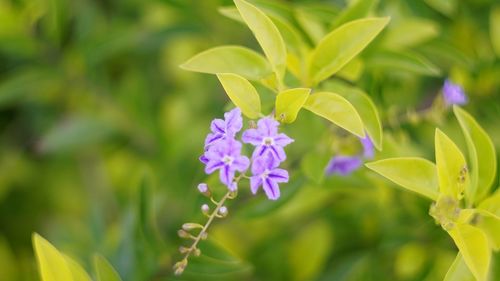 Close-up of purple flowering plant