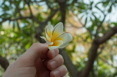 Close-up of hand holding white flower