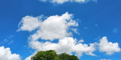 Low angle view of trees against blue sky