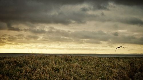 Scenic view of field against sky during sunset