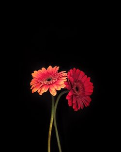 Close-up of red flower