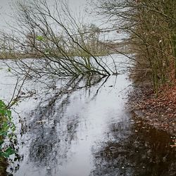 Reflection of bare trees in water