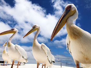 Low angle view of pelican perching against sky