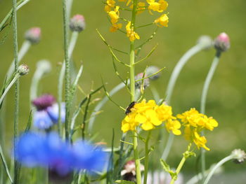 Close-up of yellow flowering plant on field