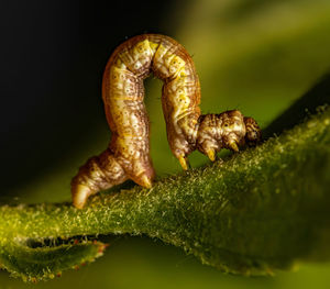 Close-up of insect on plant