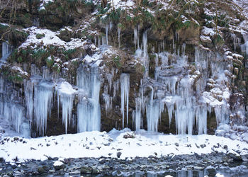 Panoramic view of trees in forest during winter