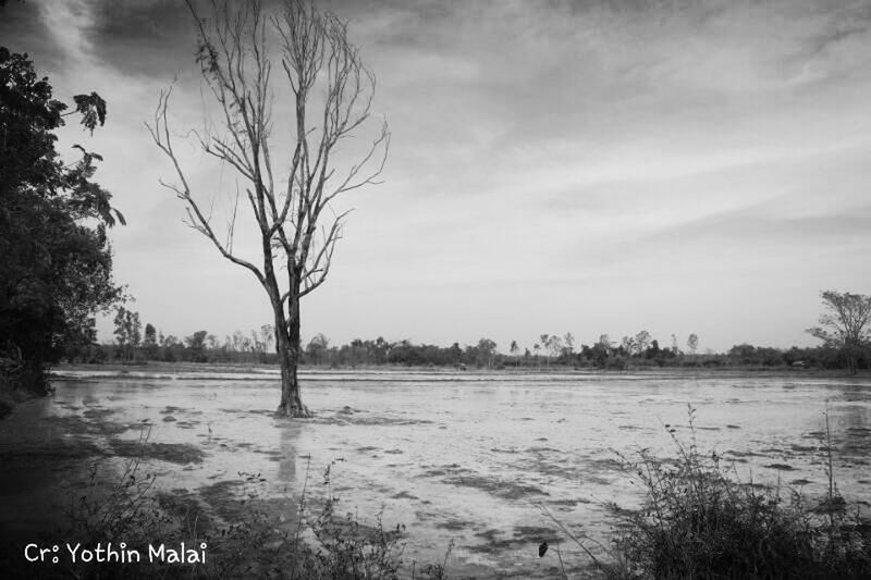 tree, sky, bare tree, water, cloud - sky, tranquility, branch, tranquil scene, nature, lake, scenics, river, cloud, beauty in nature, cloudy, landscape, day, no people, outdoors, growth