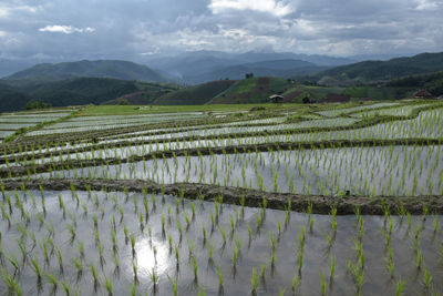 Scenic view of rice field against sky