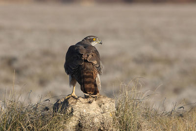 Bird perching on a rock