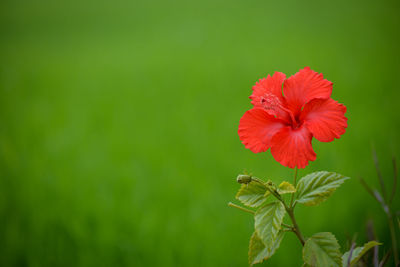 Close-up of red hibiscus flower