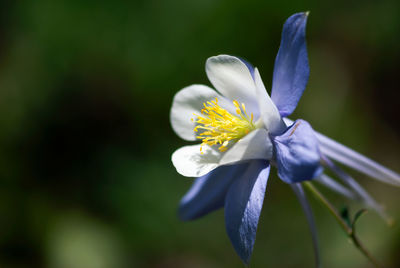 Close-up of purple flowering plant