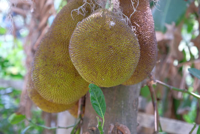 Close-up of fruit on plant