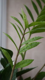 Close-up of raindrops on plant