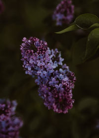 Close-up of purple flower blooming outdoors